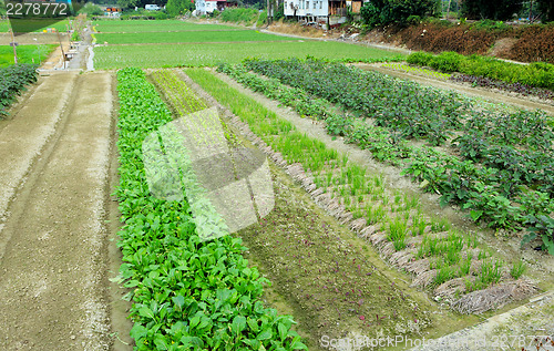 Image of Farm with agricultural product