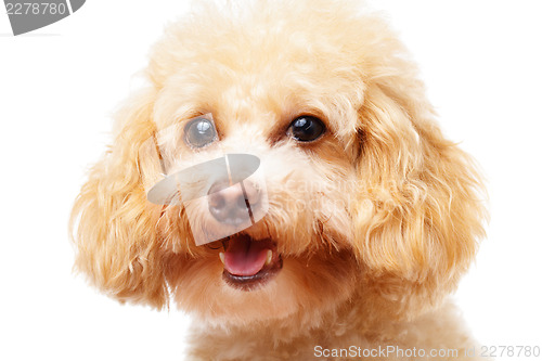 Image of Dog poodle isolated on white background