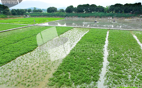 Image of Farm with agricultural product 