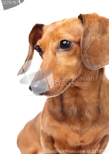 Image of Dachshund dog