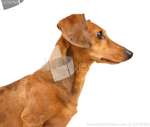 Image of Dachshund dog isolated on white background