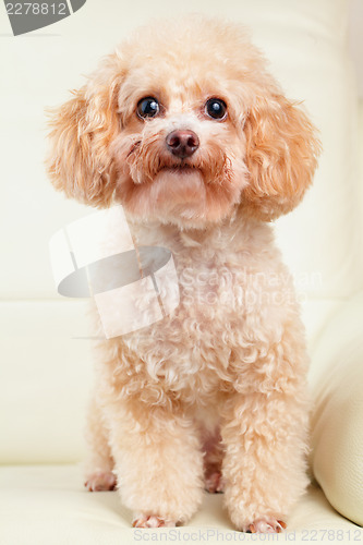 Image of Dog poodle portrait