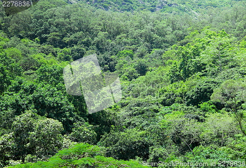Image of Green plant on Mountain