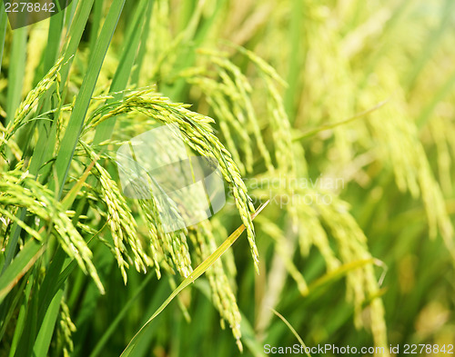 Image of Paddy rice field close up 