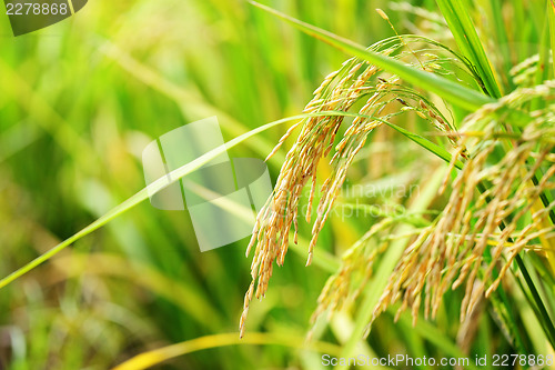 Image of Rice Farm