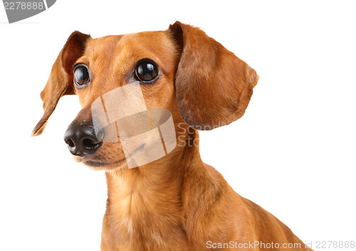 Image of Dachshund dog