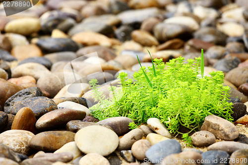 Image of Green palnt with rock