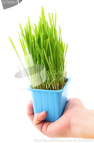 Image of Grass in flowerpot with human hand