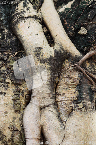 Image of Tree root