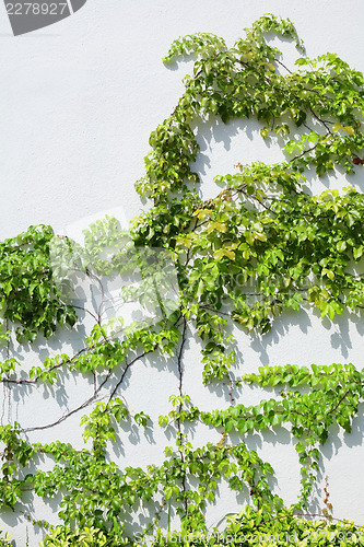 Image of Vine on the wall