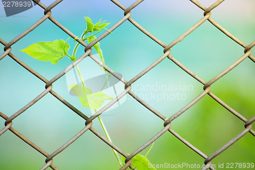 Image of Chain link fence with fresh plant