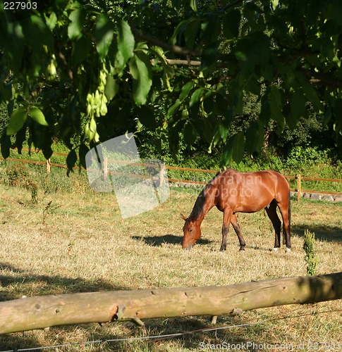 Image of Horse in Denmark