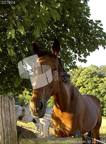 Image of Horse in Denmark