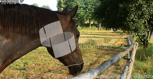 Image of Horse in Denmark