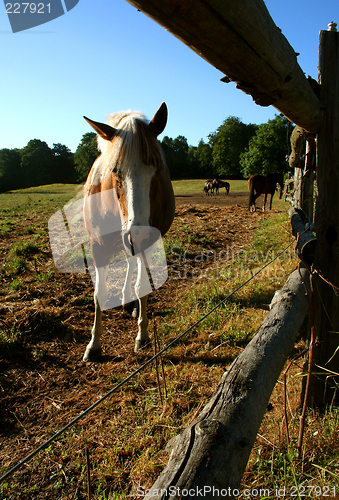 Image of Horse in Denmark