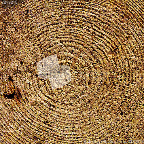 Image of Bark wood texure