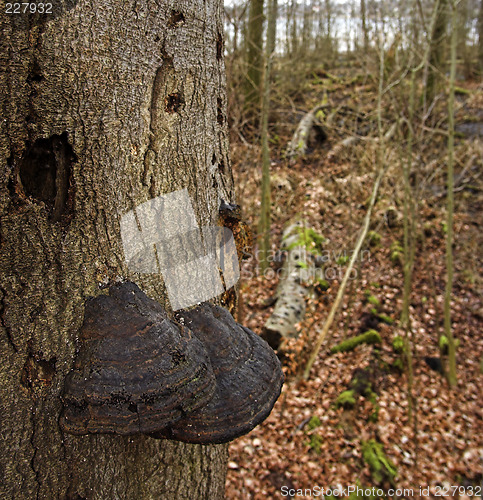 Image of Tree fungus