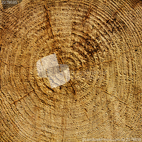 Image of Wood years circles