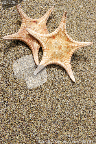 Image of Two Starfish