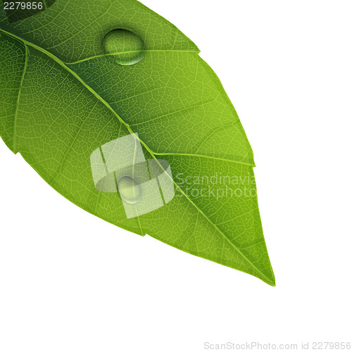 Image of Green leaf with water droplets, closeup vector illustration.
