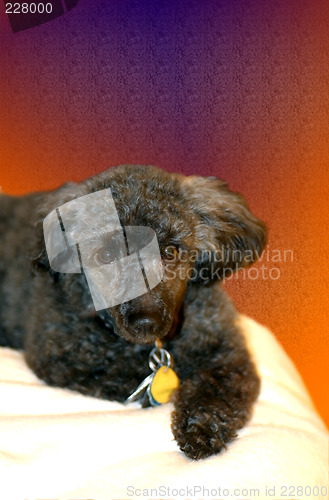Image of Black Poodle