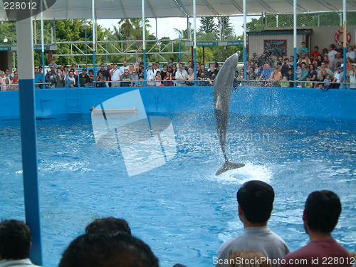 Image of dolphin in action