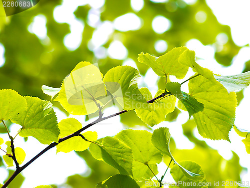 Image of European aspen tree