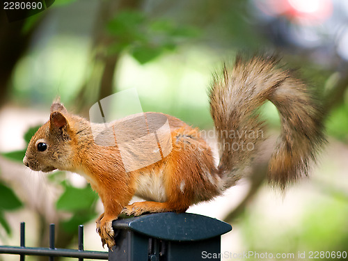 Image of Squirrel and fury tale