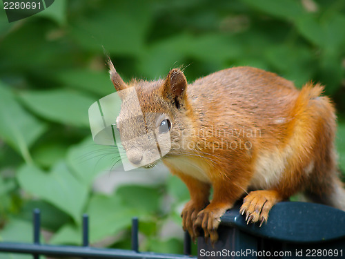 Image of Squirrel on a fence