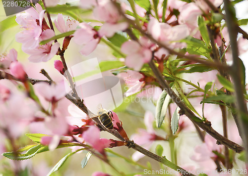 Image of A bee gathers pollen