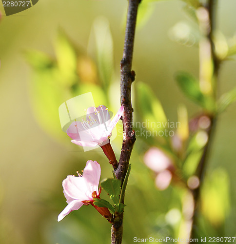 Image of Cherry blossoms