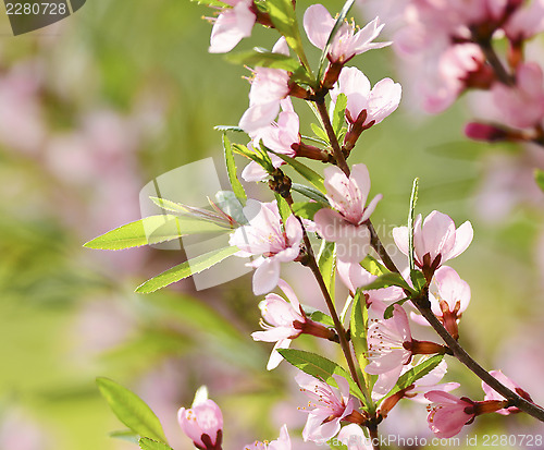 Image of Pink flowers of cherry