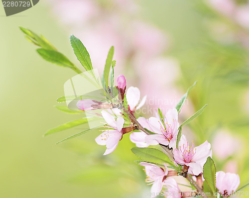Image of Pink flowers of cherry