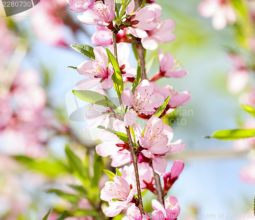 Image of Sakura
