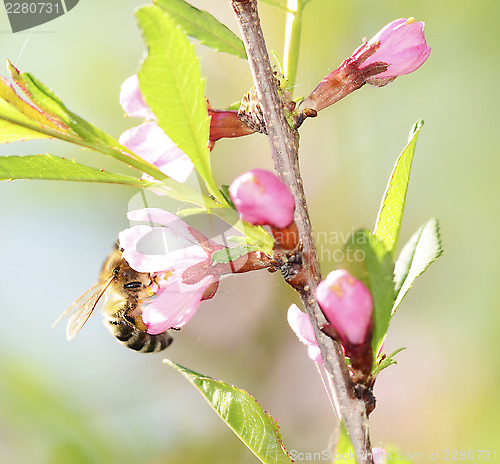 Image of A bee gathers pollen