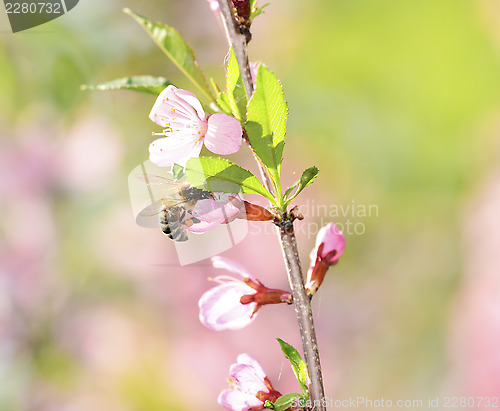 Image of cherry flower