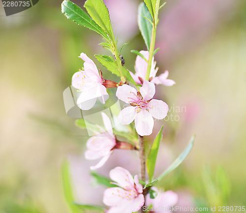 Image of Flowers of cherry