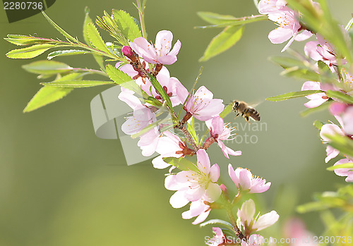 Image of A bee gathers pollen from 