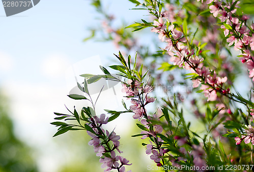 Image of Cherry