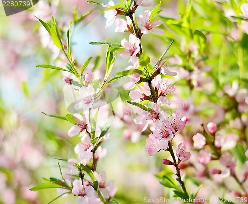 Image of Pink flowers