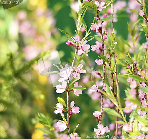 Image of Cherry