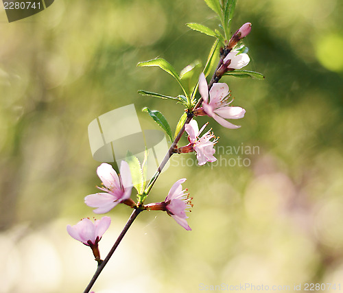 Image of Pink cherry