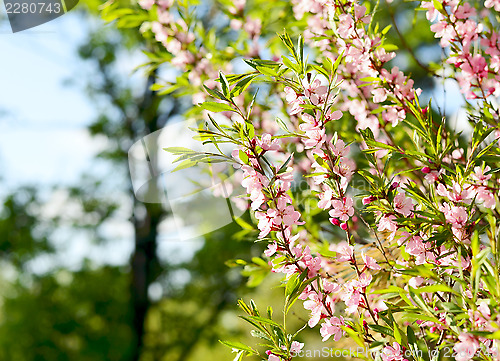 Image of Cherry