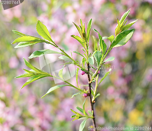 Image of Pink  buds of cherry