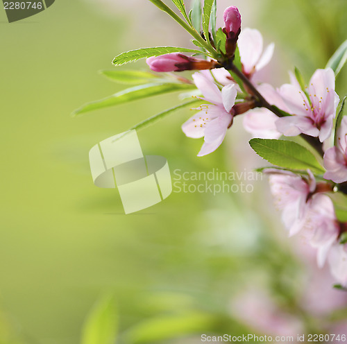 Image of Cherry