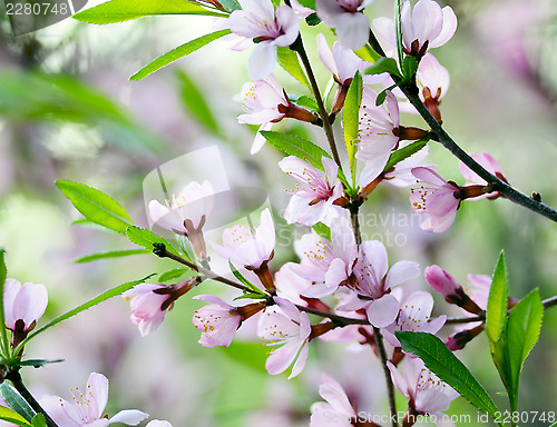 Image of Cherry blossoms