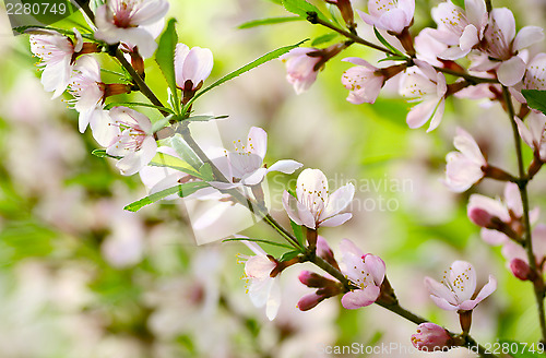 Image of Sakura