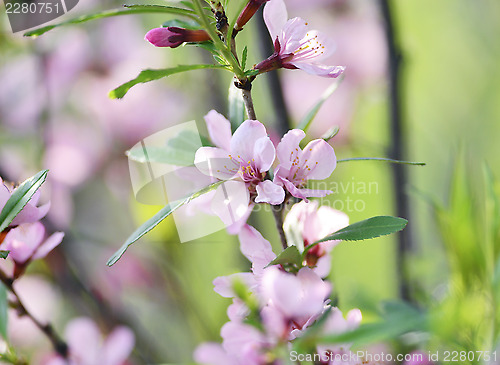 Image of Sakura
