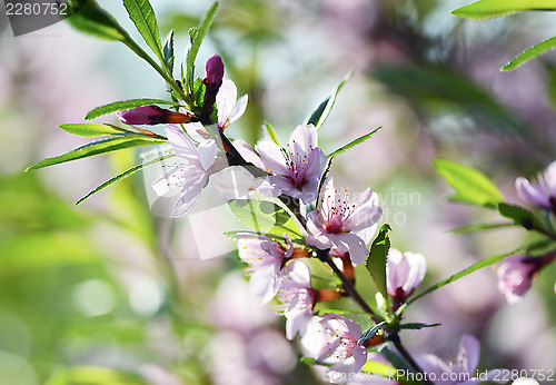 Image of Sakura