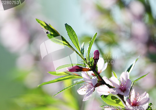 Image of Cherry